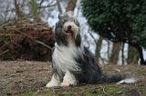 BEARDED COLLIE 452